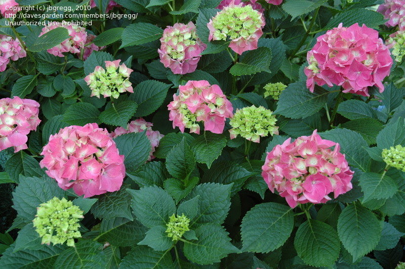 Hydrangea, French Hydrangea, Mophead 39;Glowing Embers39;  Hydrangea 