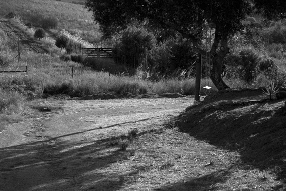 ferroso_20080808