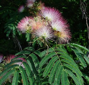 ネムノキ ねむのき 合歓の木 の花言葉 花言葉事典