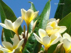 plumeria (2)