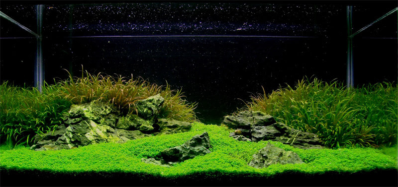 AquaScaping World Magazine Trial and Error AquaScaping World Magazine Trial and Error