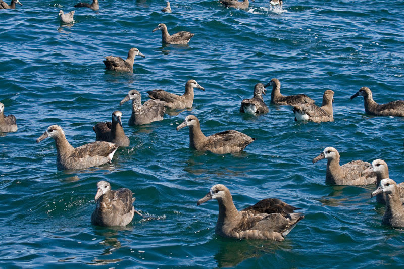 Black-footed Albatross