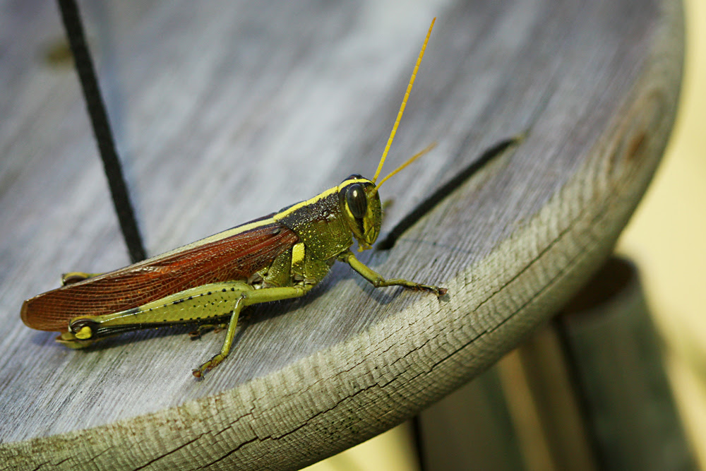 Grasshopper