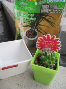 １００均のサボテン 簡単な植え替えの方法 あかさたな