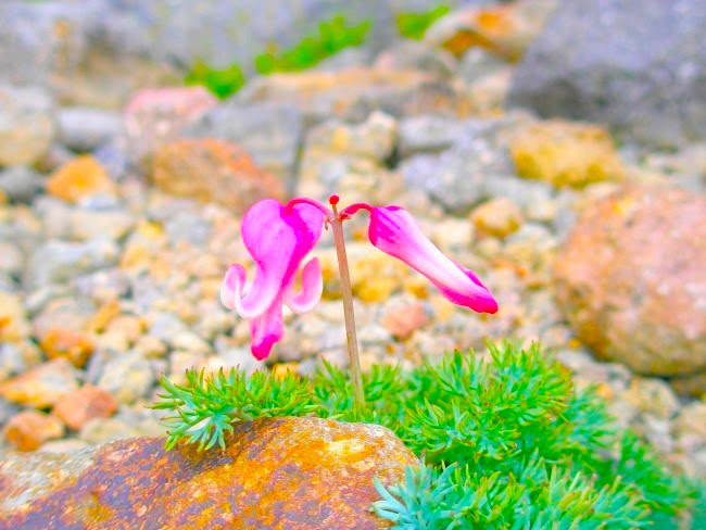 ハンカチ 花の名前 いろいろな花 お花好きの方に コットン100 レディース 新品未使用 未開封 綿100 高原と高山の植物 低価格の レディース