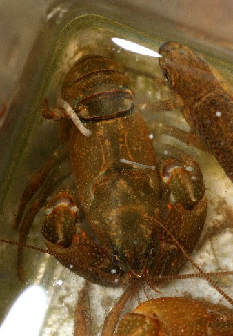 ヒルミミズの仲間 ぶんぶく探検隊