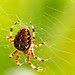 Araneus diadematus - korsedderkopp