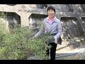 [最も選択された] チェリー セージ 使い方 106572