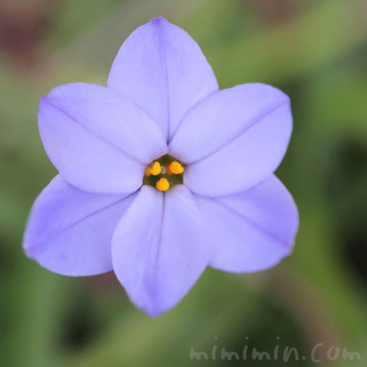 ハナニラの花言葉 誕生花 毒性 みみみんブログ