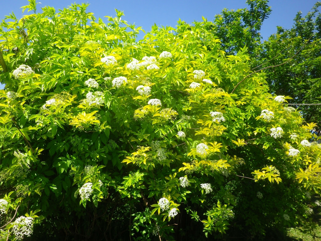 エルダーフラワー Elderflower ぬく森
