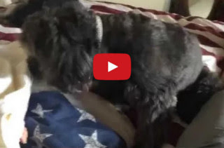 Watch A Little Dog Tuck In A Baby For A Nap