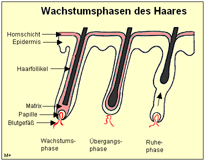 Medizinfo Haarwachstum