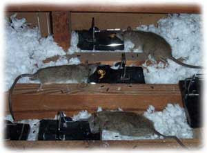 Noises in the attic and walls - scratching noises - rats ...