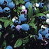 Northland Blueberry Cross Pollination / Pollination security for the northeast: