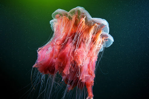 Underwater Photography
