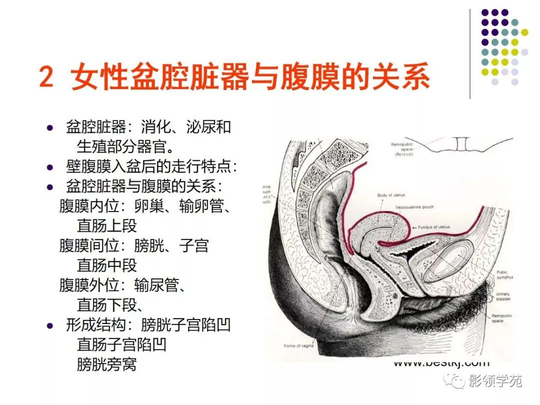 女性盆腔水平断面解剖 图谱