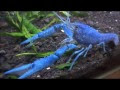 √100以上 フロリダ ブルー 飼育 508260
