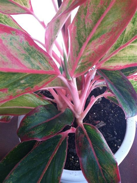 Clusters of rich ruby red flowers are held high on branching stems above mid green finely cut foliage. I Have A Plant With Pinkiest Stems And The Leaves Are