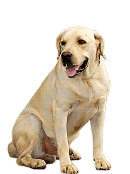 Dog Png Hd Image