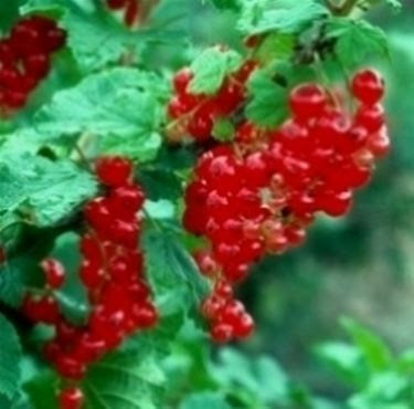 Ribes - Ribes - Frutteto - Ribes - Frutteto