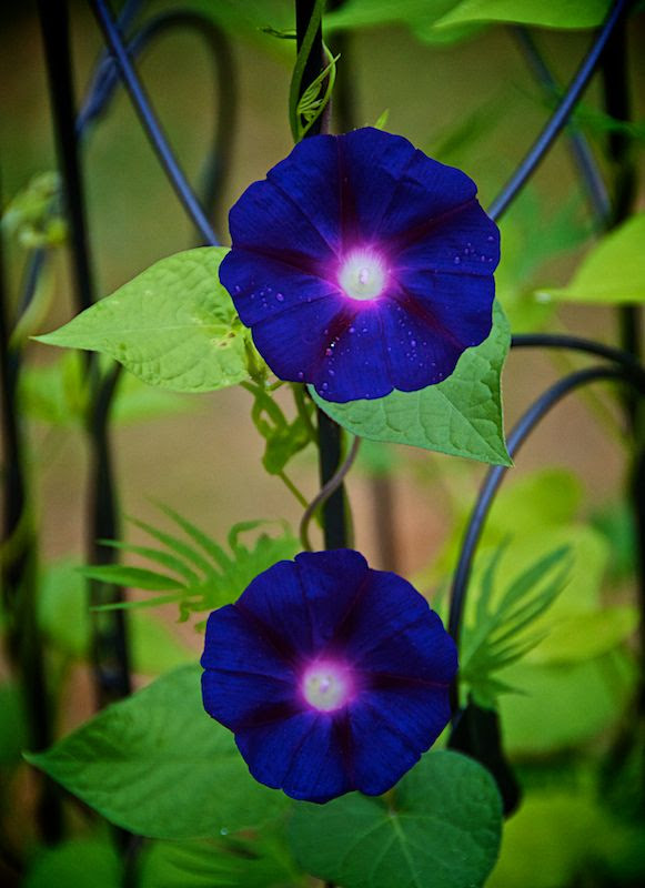 flowering vines containers VINES FLOWERING  CLIMBERS AND Pinterest   (581×800) .jpg