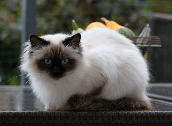Fotos Unserer Hl Birma Katze Liprimas Fairytale Seal Point