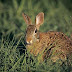 how to hunt cottontail rabbits