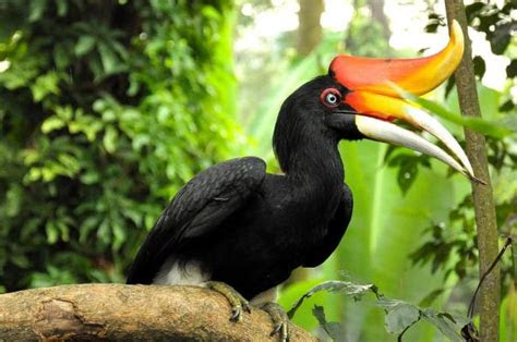 flora  fauna khas kalimantan barat  colour  indonesia