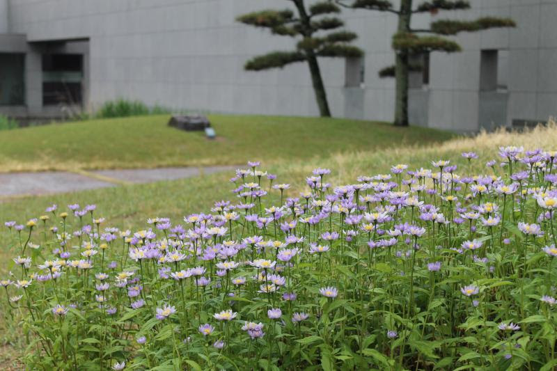 日曜美術館 土門拳記念館 スタッフブログ