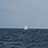 nyc/caribbean ragazza's photos