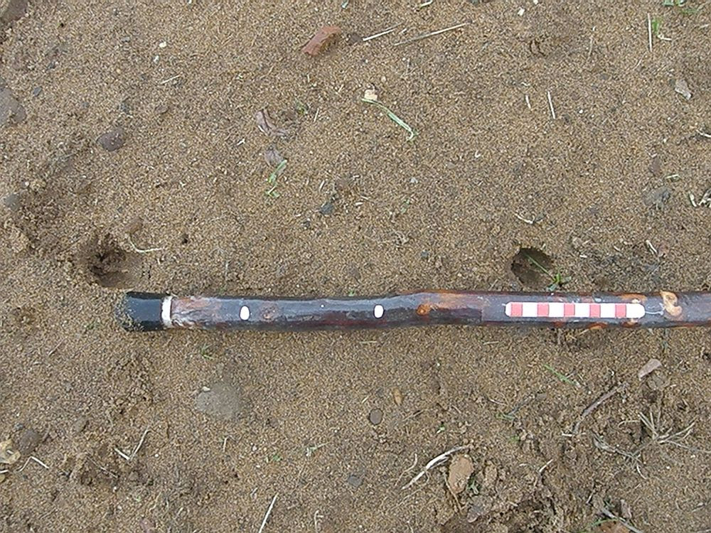 Chinese Water Deer Tracks