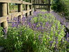 Lavender, my morning surprise (DSCN0315)