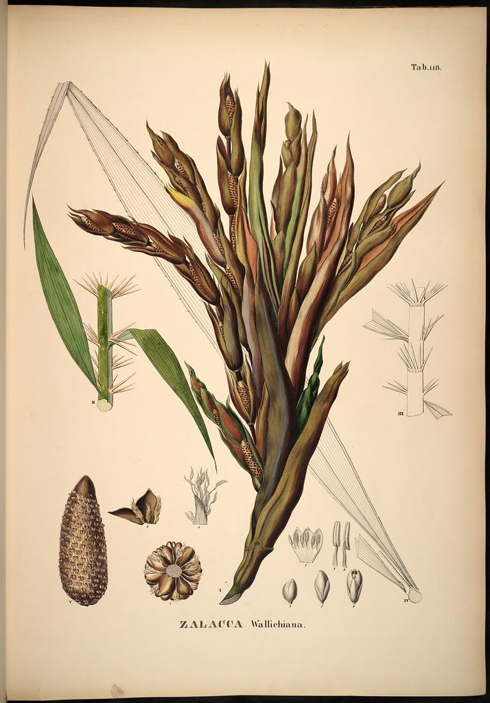 Zalacca wallichiana