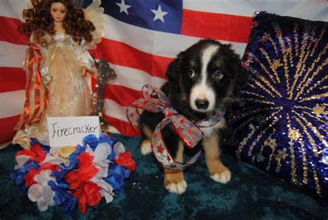 Take the heart of eternity, a fancy vivid blue heart shaped . Shamrock Rose Aussies - ï»¿ï»¿ï»¿ Welcome to Shamrock Rose