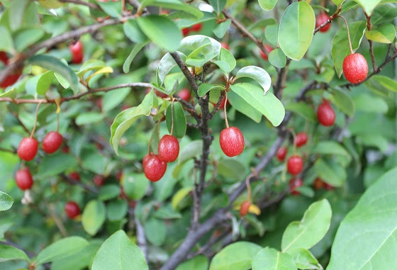 赤い実をつける木