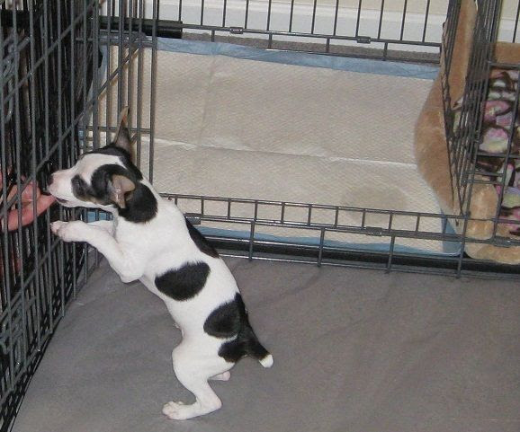 to potty train a puppy or dog! Strider from New York – Rat Terrier ...