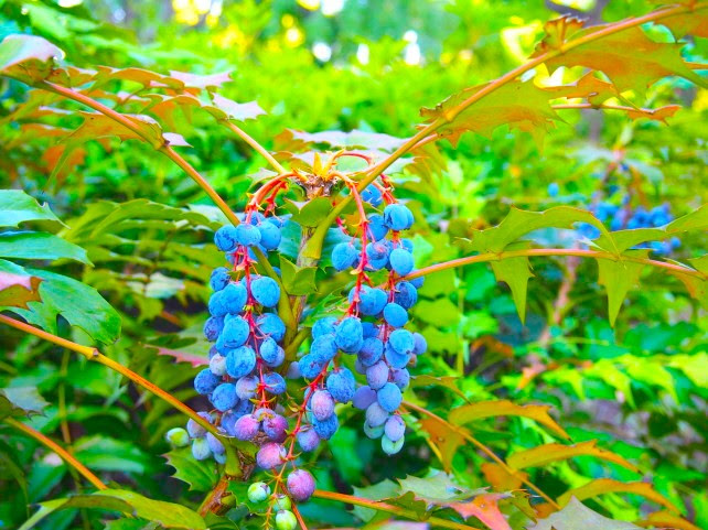 青色実果実図鑑