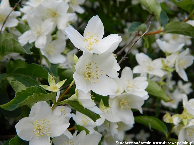 Jaśminowiec wonny Jaśminowiec wonny