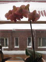 orchid_snow241108