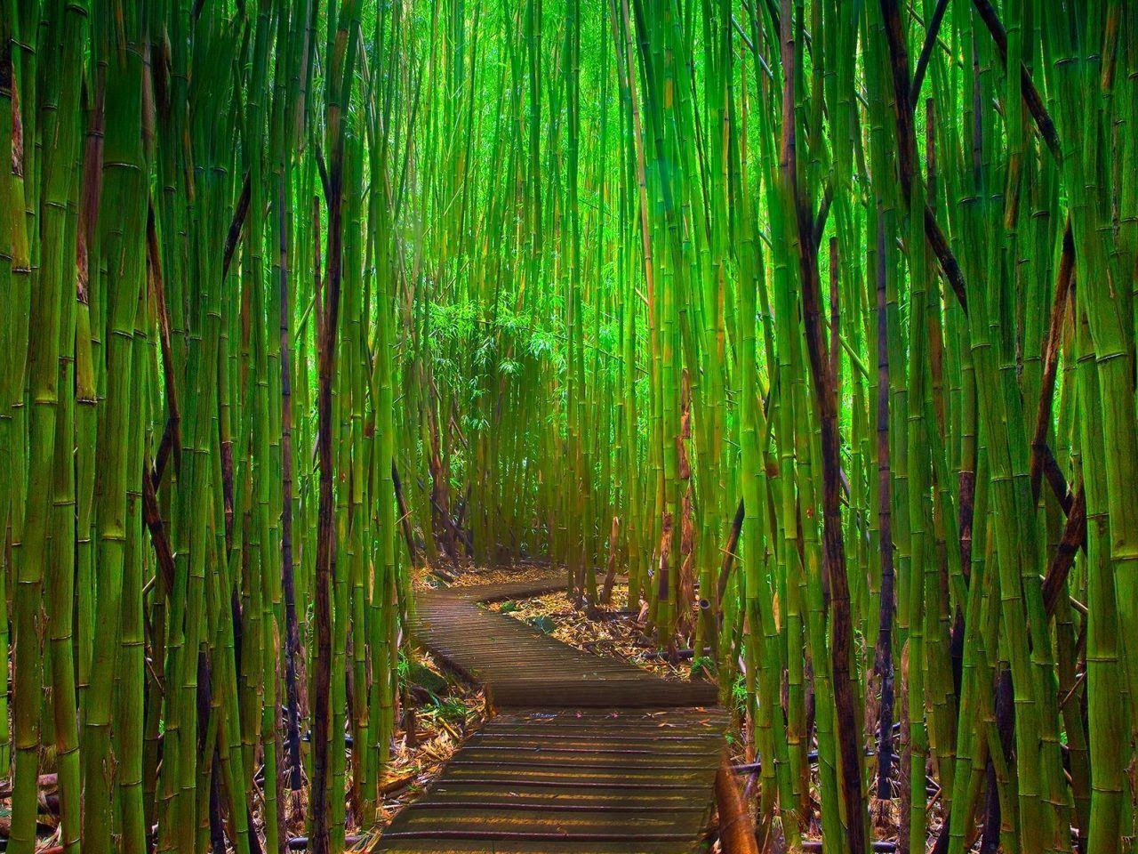 Green Bamboo Wallpapers Wallpaper Cave Green Bamboo Wallpapers Wallpaper Cave