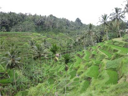 Tegalalang Rice field