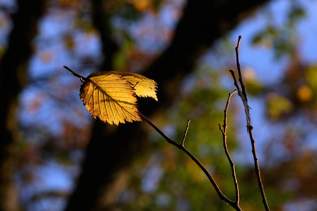 october leaves