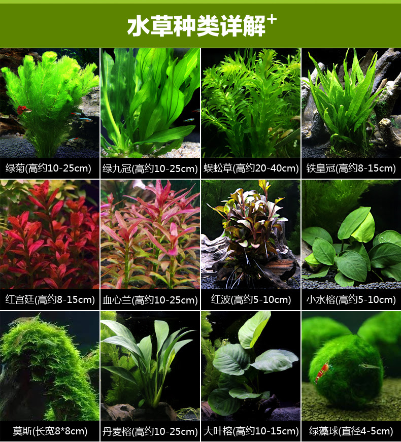 鱼缸水草造景真水草活体莫斯水草沉木水族箱懒人水草缸造景阴性水草水榕蜈蚣草绿菊后景植物套餐小鱼缸造景特大榕 盆 图片价格品牌报价 京东