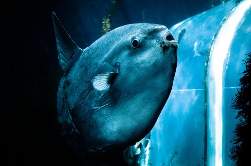マンボウの皮膚は弱い 皮膚の特徴について 深海生物説明書