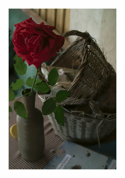Rosa