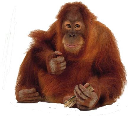 gambar  utan png
