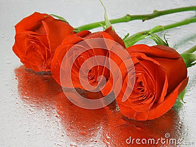 images of roses in water. Stock Photos: Red wet roses with water drops