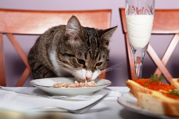 How Much Should I Feed My Cat?