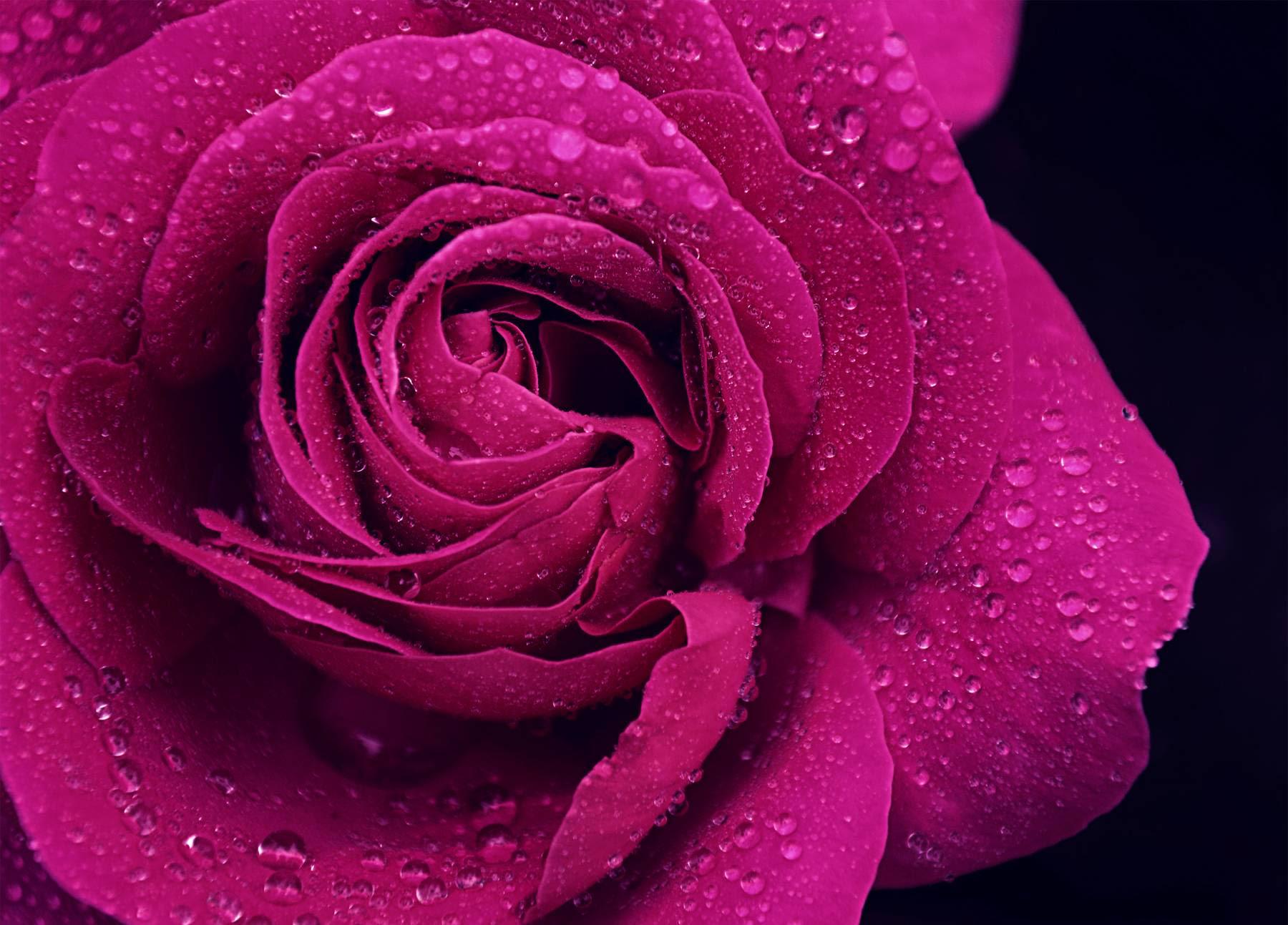 Purple Roses  Wallpapers  Wallpaper  Cave