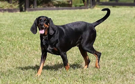 Overview Black and Tan Coonhound Dog & 6 Facts